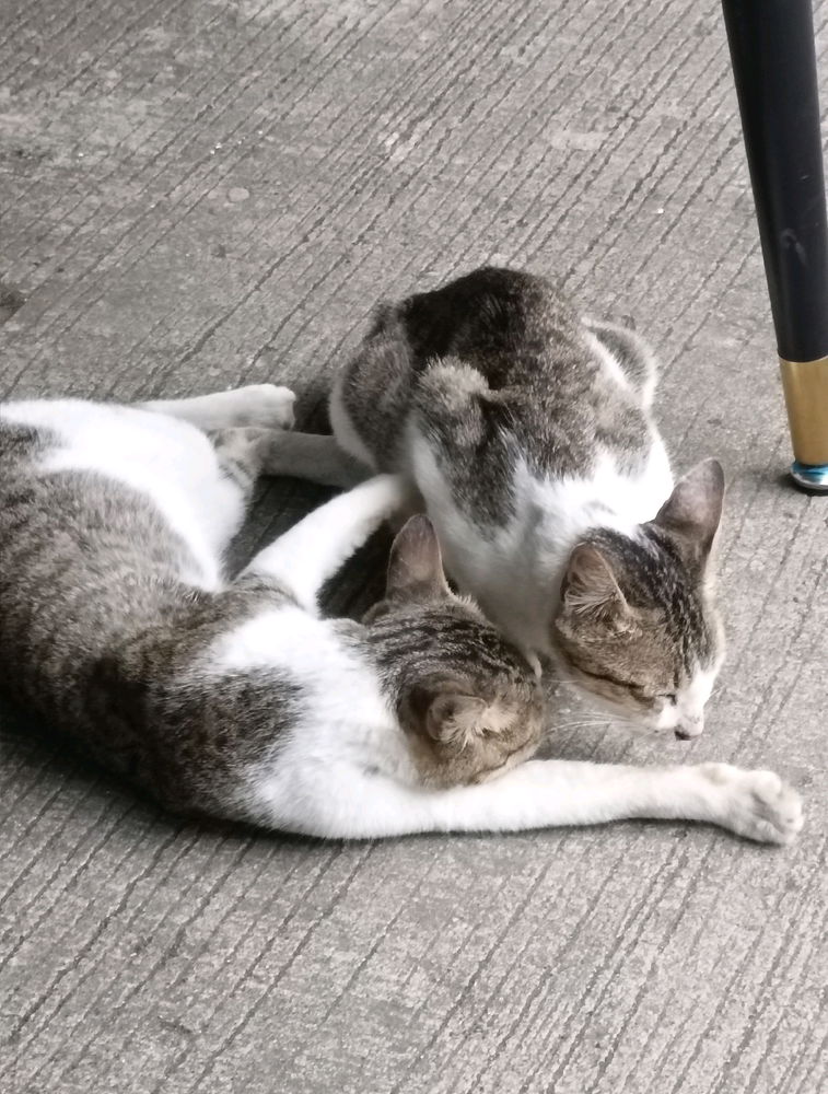 Cats have better relationship than we are 🤭