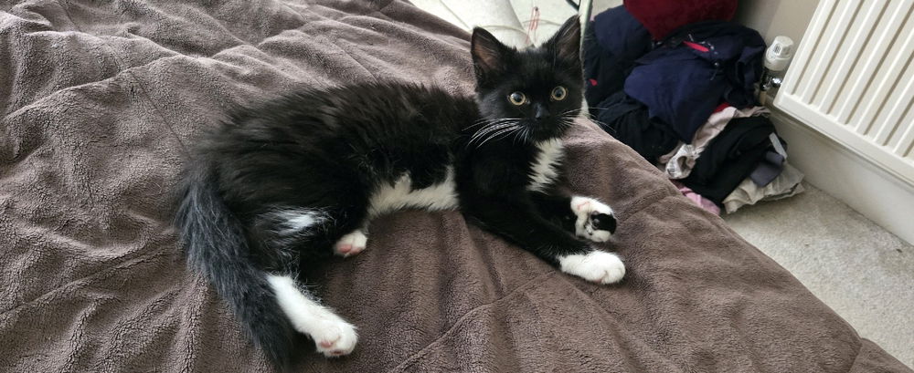 New addition to the family, say hi to Nyla!!
