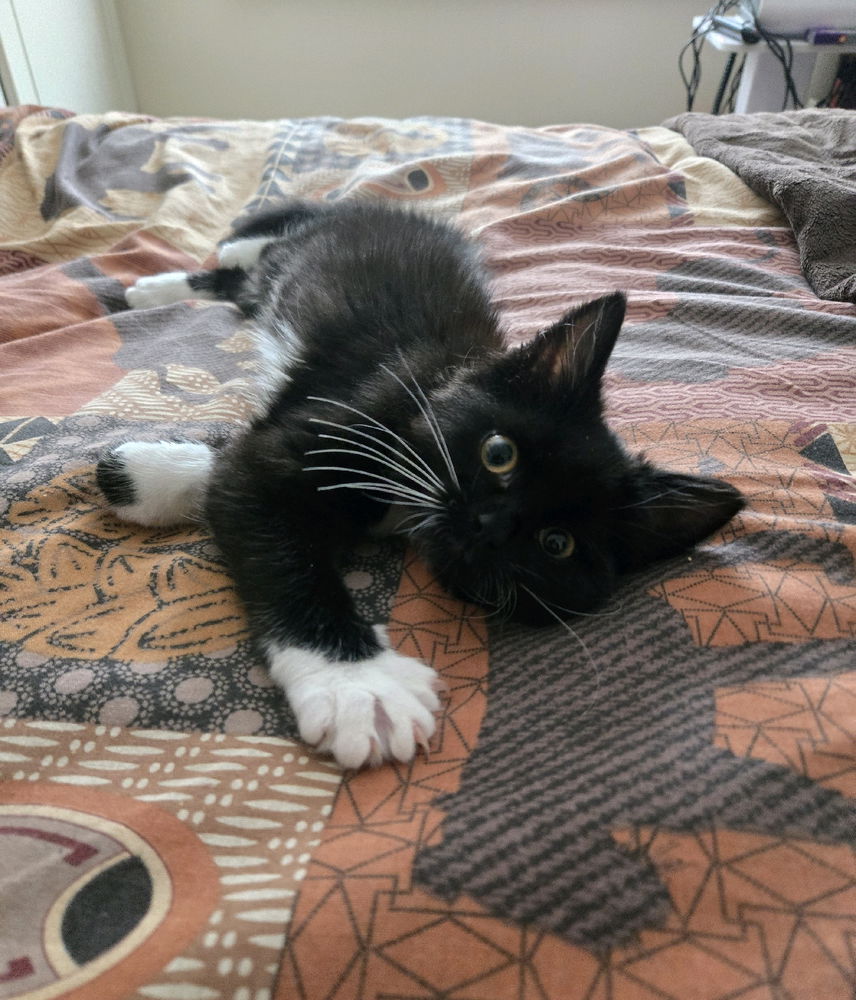 New addition to the family, say hi to Nyla!!