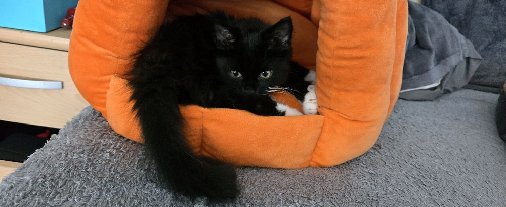 New addition to the family, say hi to Nyla!!