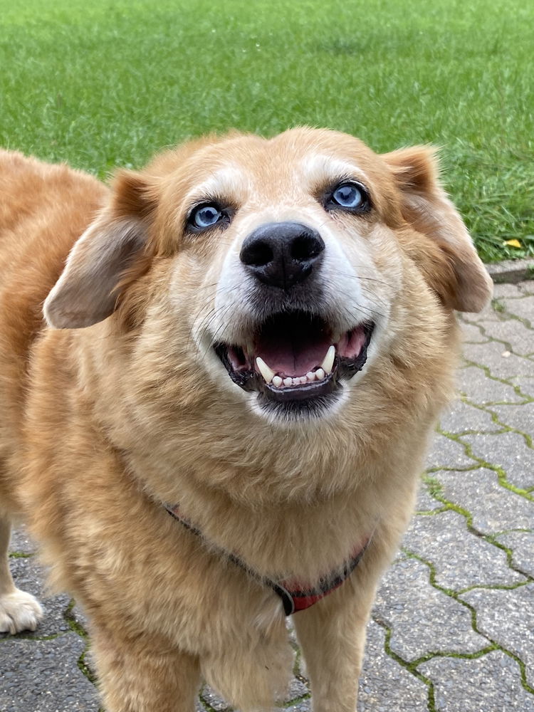 Doggo auf dem Weg
