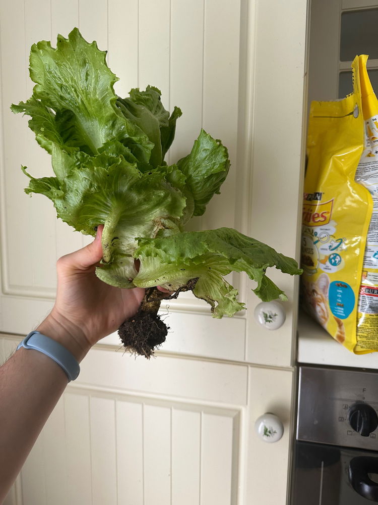 Fresh salad from the vegetable garden
