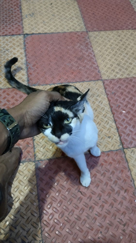 Lovly cat