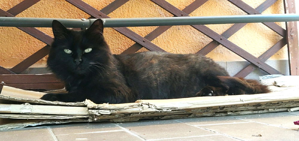 Siete proprio gatti...