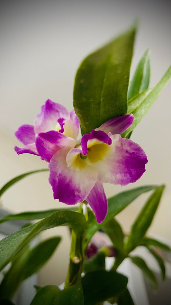 Dendrobium nobile