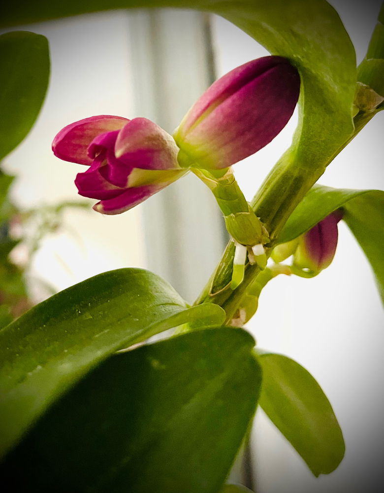 Dendrobium nobile