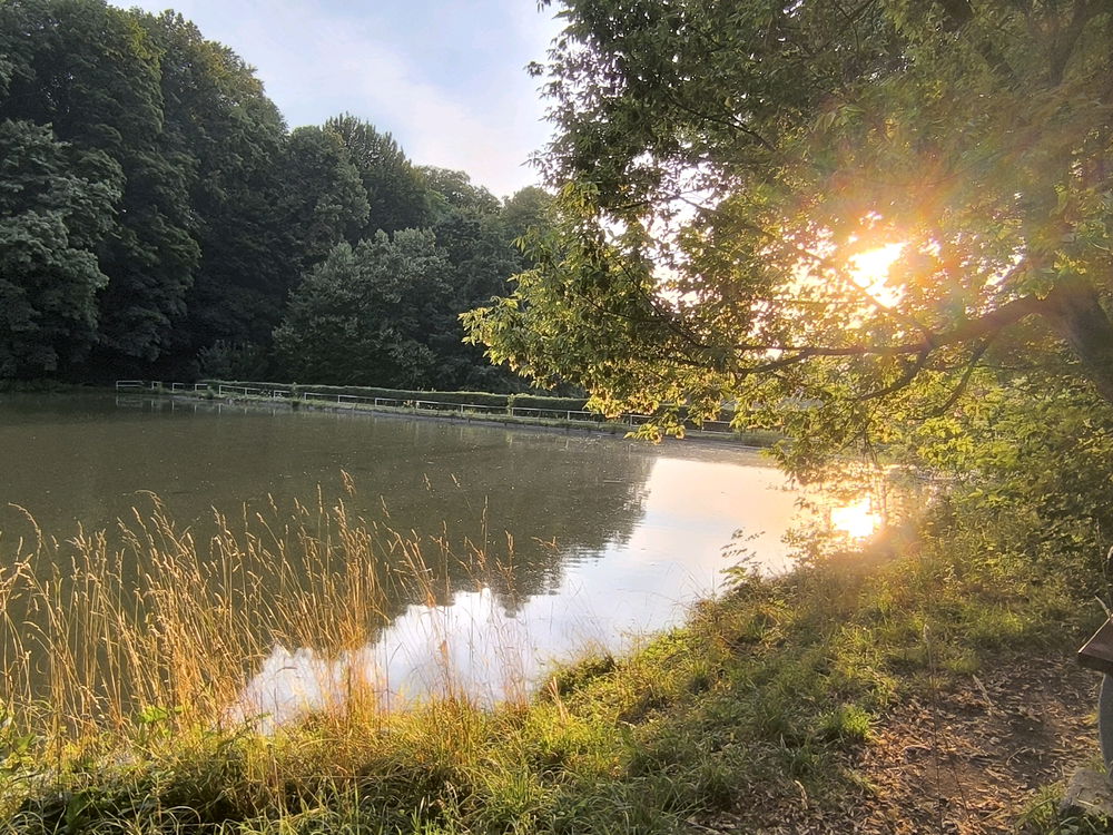 Abendsonne am Teich