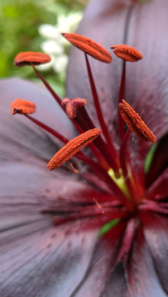 Close to a flower