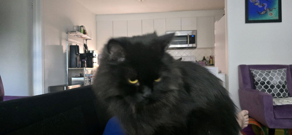 Crushed by 2.6Kg of floof!