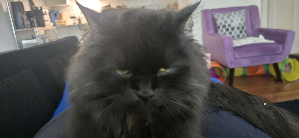 Crushed by 2.6Kg of floof!