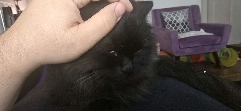 Crushed by 2.6Kg of floof!