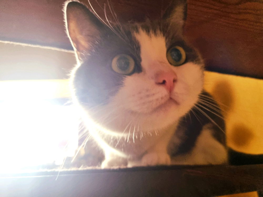 🐱