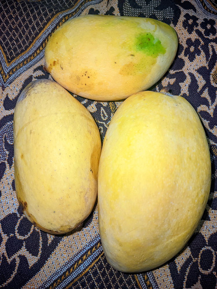 Mango 🥭 Season