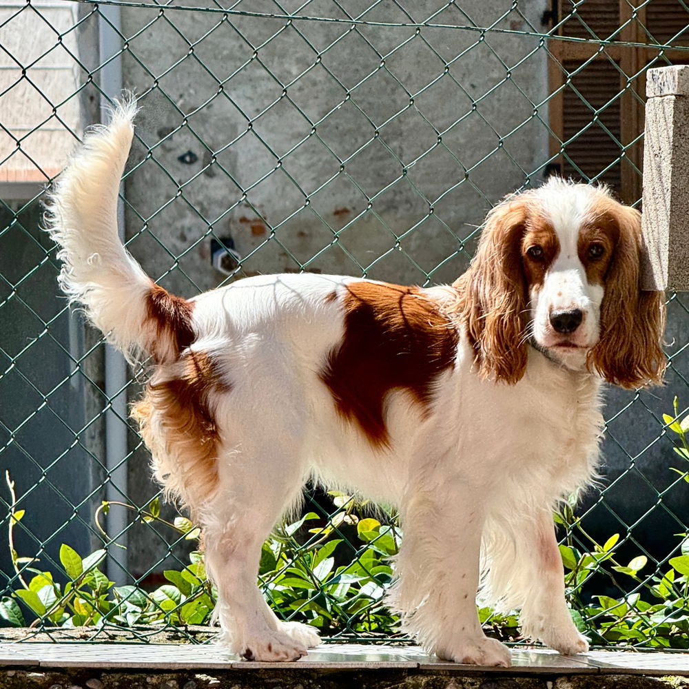 Cocker 2.0 🤣