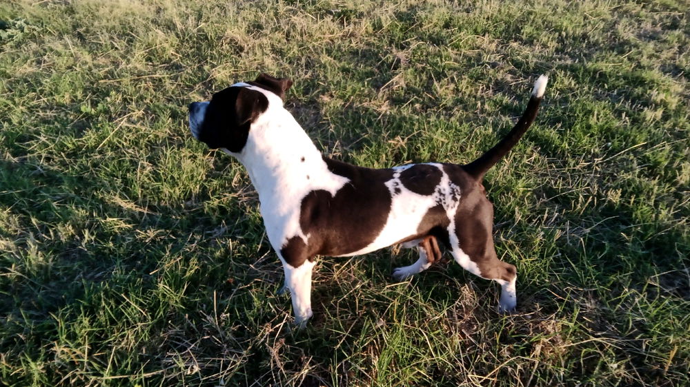 Vi presento il mio piccolo Thor