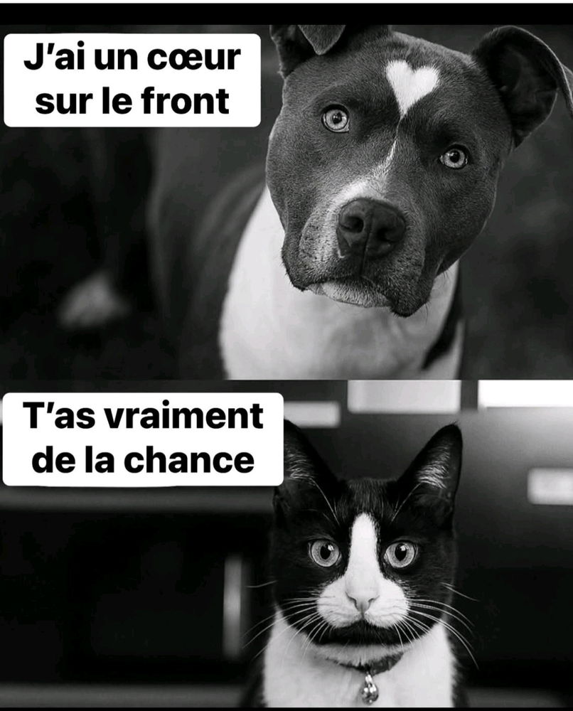 Ah les animaux