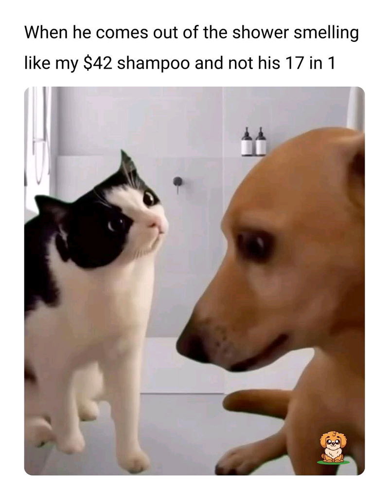 😂🤣