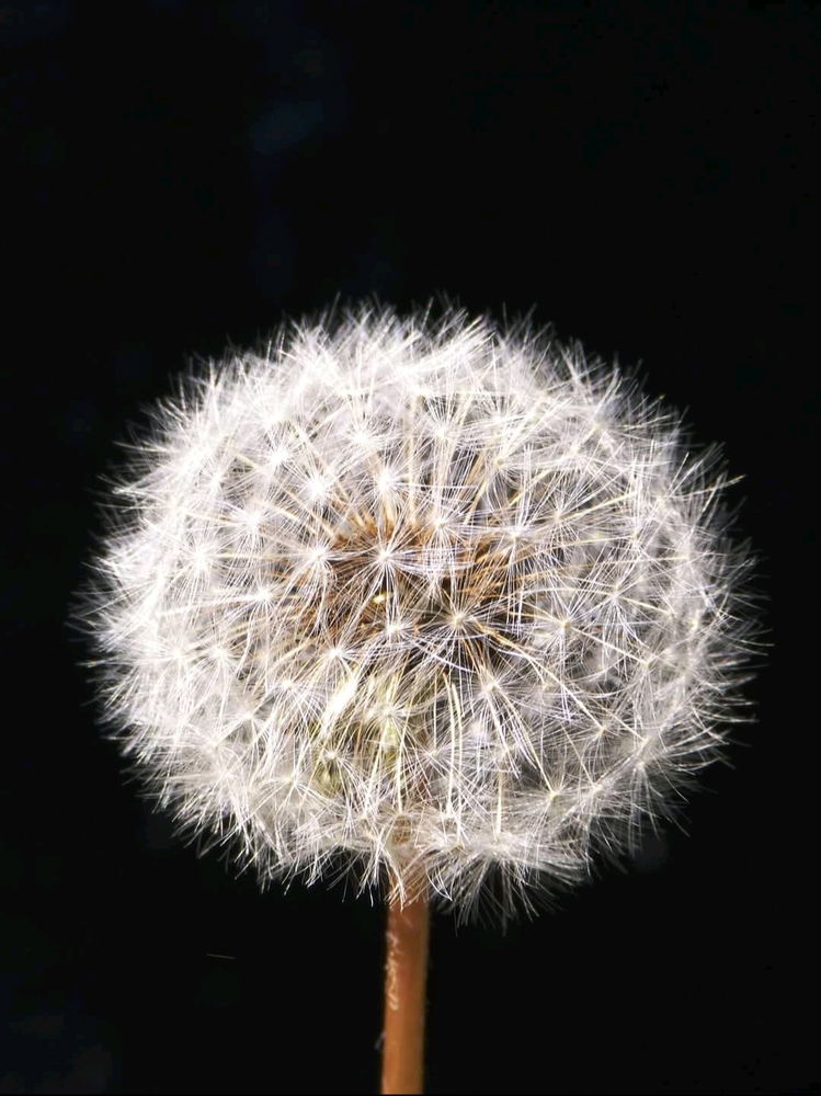 Pusteblume