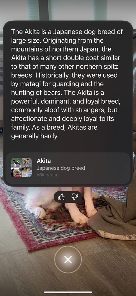Apple AI thinks my Husky is an Akita.
