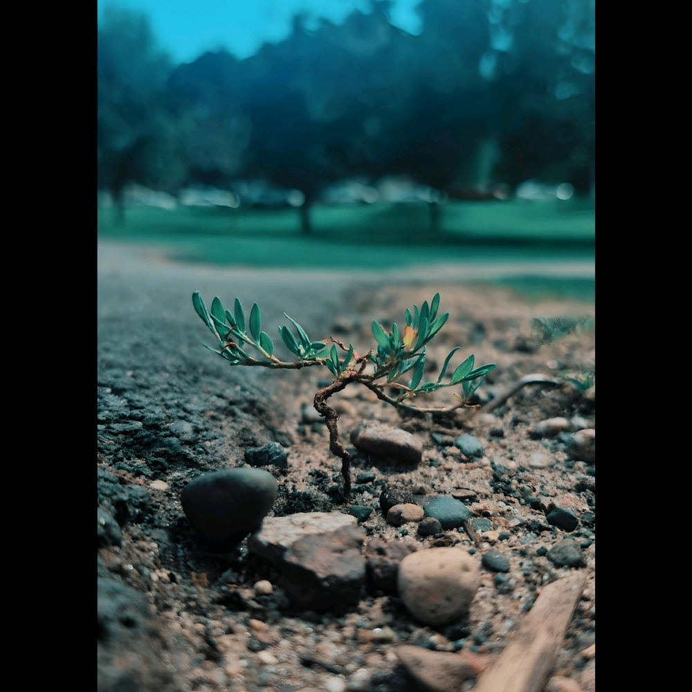 Tiny tree!!!