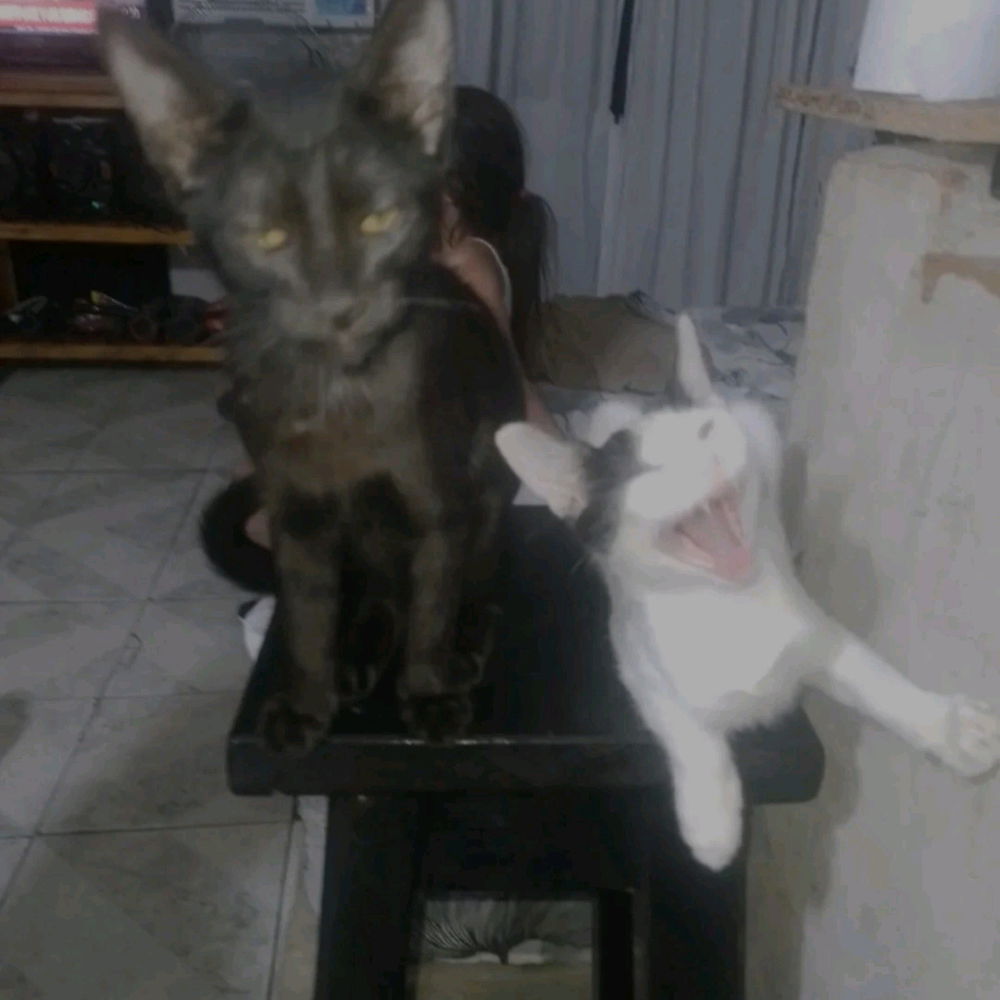 Qual gato você seria na foto?
