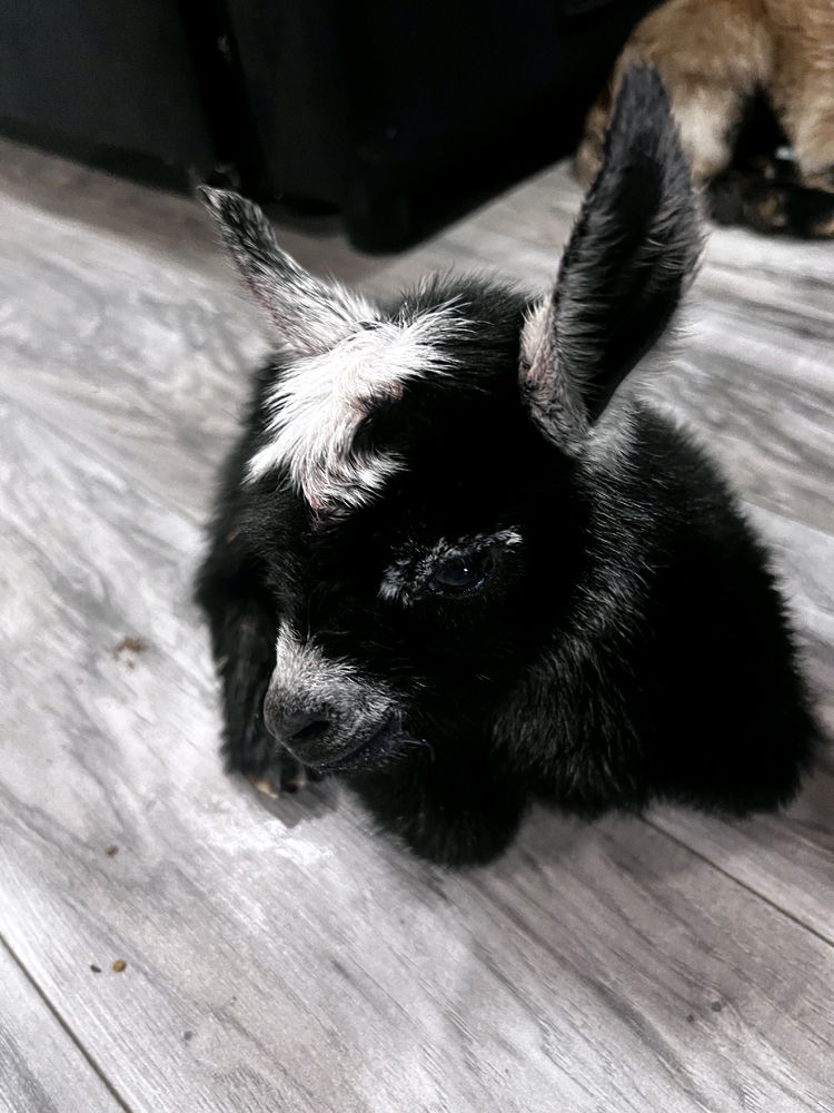 One of my mom's baby goats