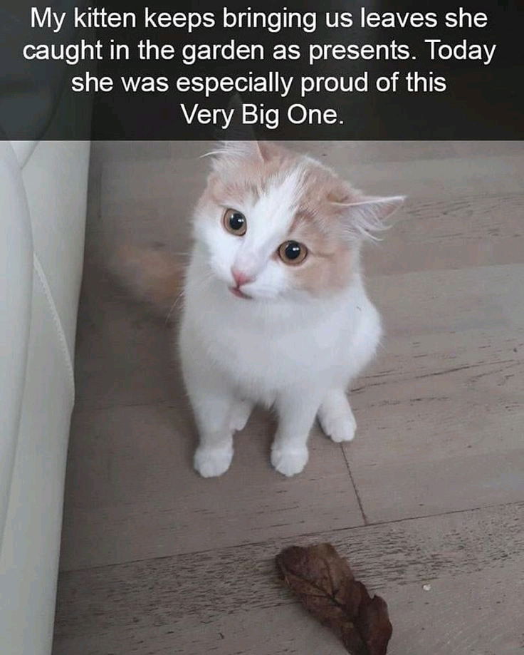 😺
