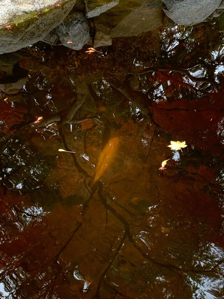 A pond in autumn