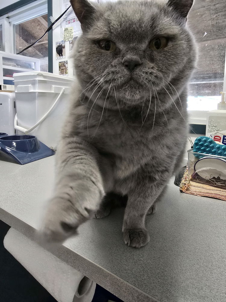 Weekend at the cat sanctuary
