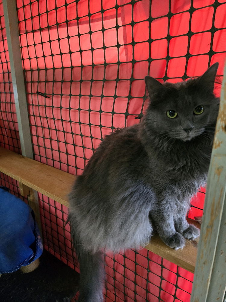 Weekend at the cat sanctuary