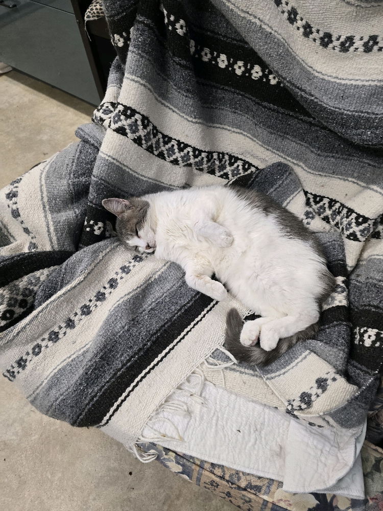 Weekend at the cat sanctuary