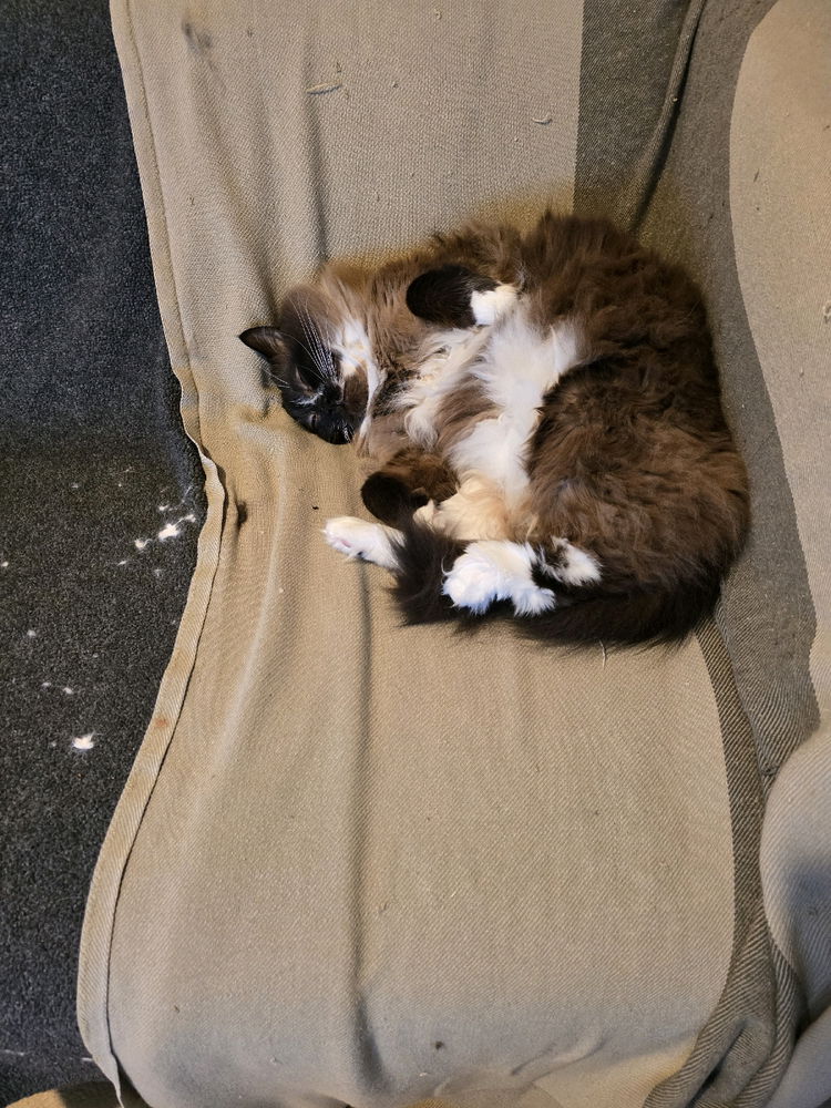 Weekend at the cat sanctuary
