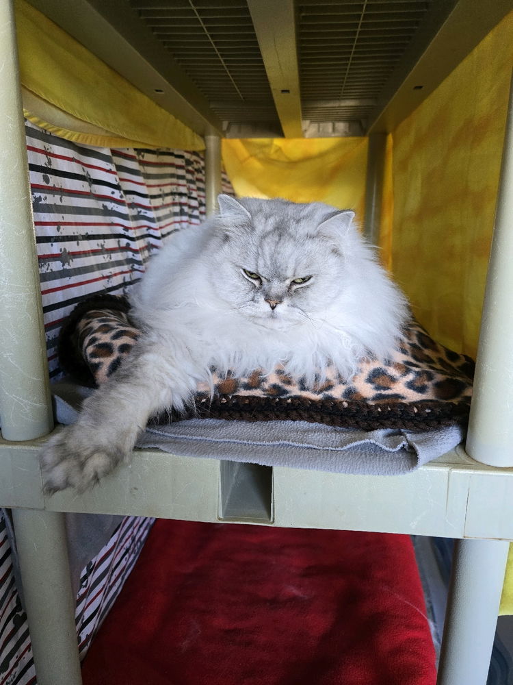 Weekend at the cat sanctuary