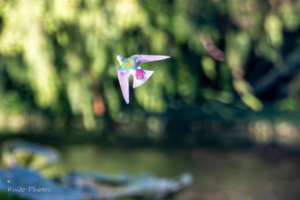 Swallow in Attack Mode