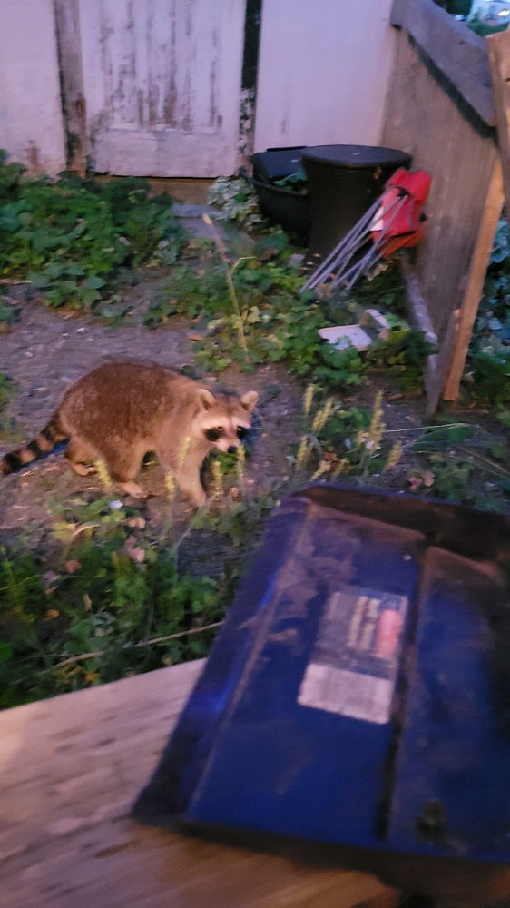 Raccoon showed up to the cookout