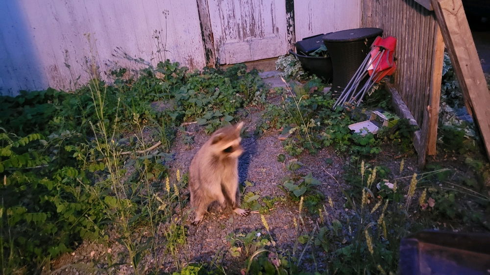 Raccoon showed up to the cookout
