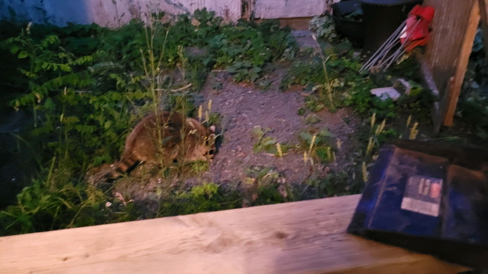 Raccoon showed up to the cookout