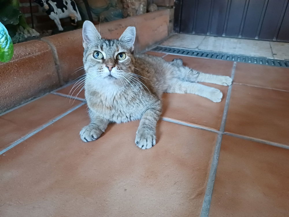 Michi esperándome en la puerta de casa