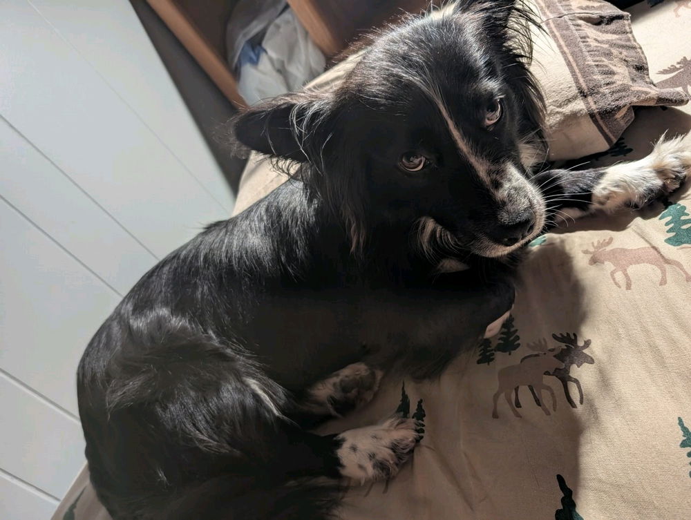 Say good night to my dog
