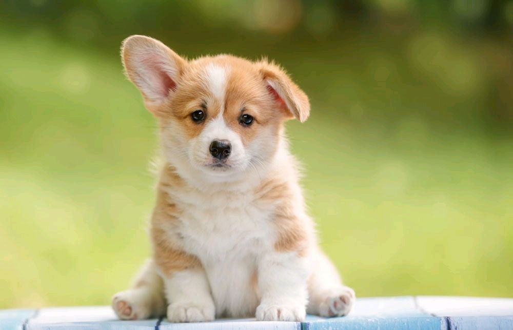 Pet lover