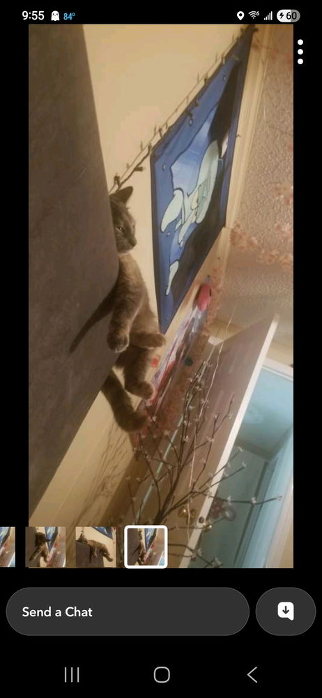 MoMma Kitty🐾 getting comfy in my daughters room
How🤣🤣🤣🤣