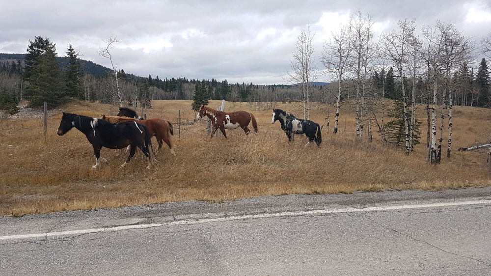 Wild and free