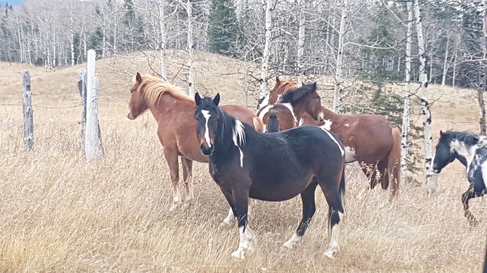Wild and free