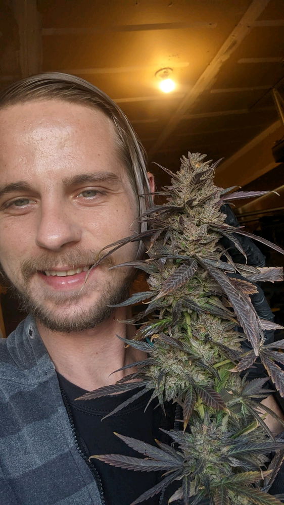 Some silly photos I took with my plants flowers a few years ago, didn't get the chance to grow this year so looking forward to next grow season and just going through my pics lol thought I'd share.