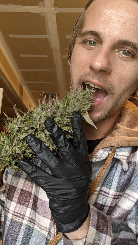 Some silly photos I took with my plants flowers a few years ago, didn't get the chance to grow this year so looking forward to next grow season and just going through my pics lol thought I'd share.