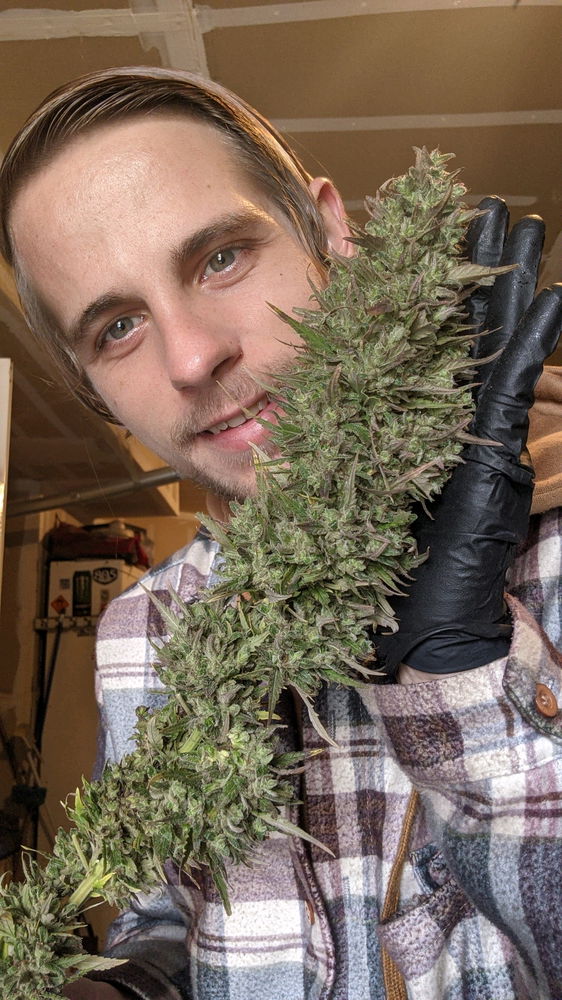 Some silly photos I took with my plants flowers a few years ago, didn't get the chance to grow this year so looking forward to next grow season and just going through my pics lol thought I'd share.