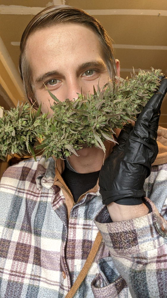 Some silly photos I took with my plants flowers a few years ago, didn't get the chance to grow this year so looking forward to next grow season and just going through my pics lol thought I'd share.