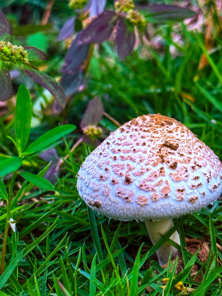 Not sure if I found a snack or a fairy house 👀🧚