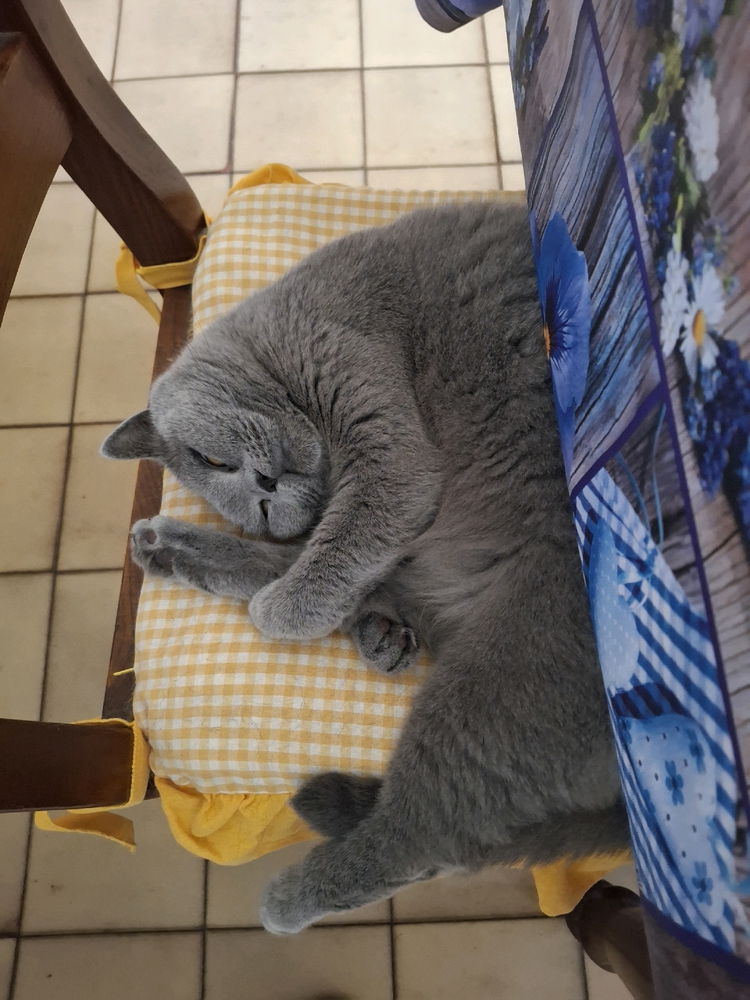 Vita da gatti