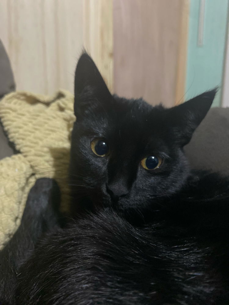 Mi gato